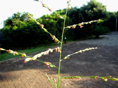 Panicum deustum