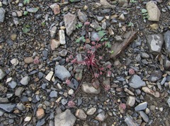 Symphyoloma graveolens