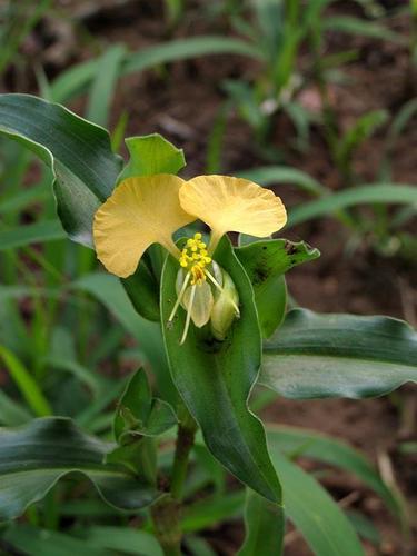 Commelina image