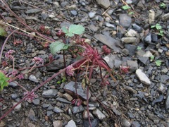 Symphyoloma graveolens
