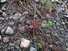 Symphyoloma graveolens