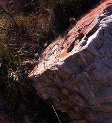 Bobartia orientalis orientalis