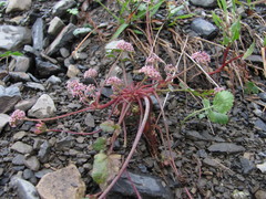 Symphyoloma graveolens