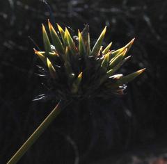 Bobartia orientalis orientalis
