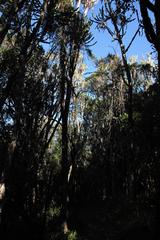 Euphorbia triangularis