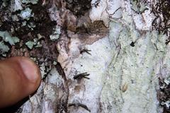 Euphorbia triangularis