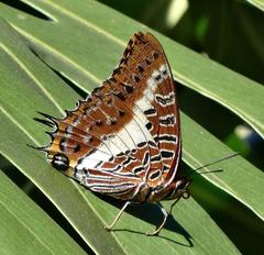 Charaxes brutus natalensis