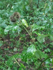 Arctium nemorosum