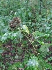 Arctium nemorosum