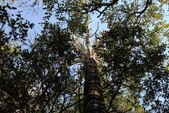 Euphorbia triangularis