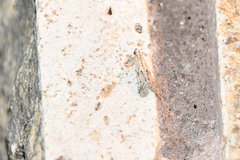 Homoeosoma nebulella