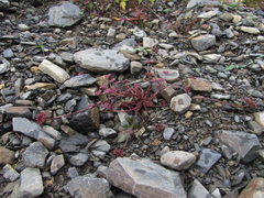 Symphyoloma graveolens