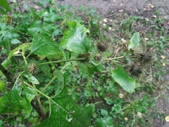 Arctium nemorosum