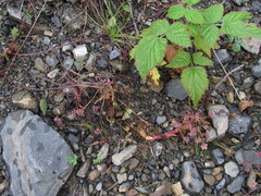 Symphyoloma graveolens