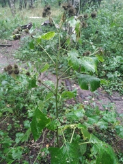 Arctium nemorosum