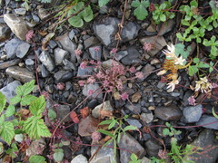 Symphyoloma graveolens
