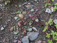 Symphyoloma graveolens