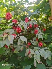 Erysiphe vanbruntiana