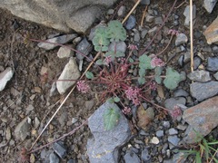 Symphyoloma graveolens