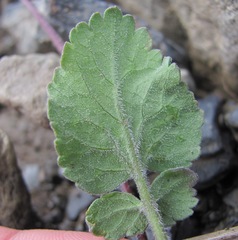 Symphyoloma graveolens