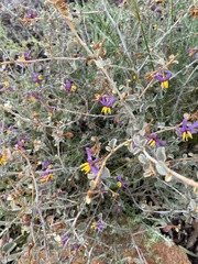 Solanum nummularium