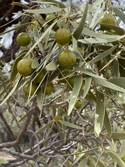 Santalum acuminatum