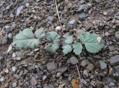 Symphyoloma graveolens