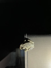 Hyla japonica