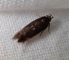 Bryotropha affinis