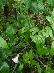 Calystegia sepium spectabilis
