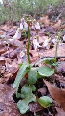 Cardamine douglassii