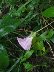 Calystegia sepium spectabilis