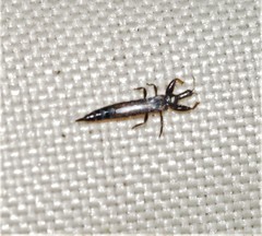 Idolothrips spectrum