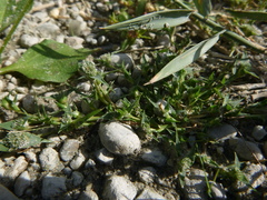 Sporobolus aculeatus