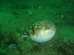 Amblyrhynchote honckenii