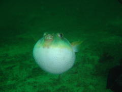 Amblyrhynchote honckenii