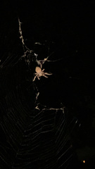 Araneidae