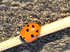 Hippodamia variegata