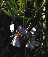 Pelargonium laevigatum laevigatum