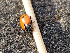 Hippodamia variegata