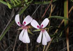 Pelargonium laevigatum laevigatum