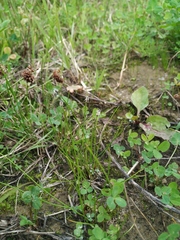 Eleocharis uniglumis