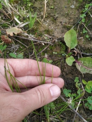 Eleocharis uniglumis