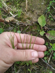 Eleocharis uniglumis