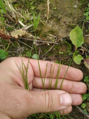 Eleocharis uniglumis