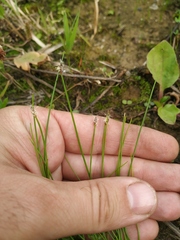 Eleocharis uniglumis