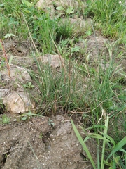 Eleocharis uniglumis