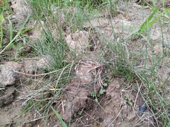 Eleocharis uniglumis
