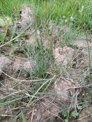 Eleocharis uniglumis