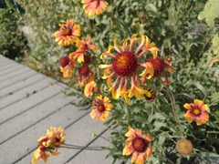 Gaillardia × grandiflora